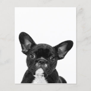 Prospectus 11,4 Cm X 14,2 Cm Chien adorable  Le visage de Chien de France Noir