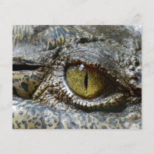 Prospectus 11,4 Cm X 14,2 Cm crocodile visage animal personnalisation do-it-you