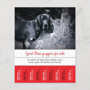 Prospectus 11,4 Cm X 14,2 Cm Flyer de vente de chiots