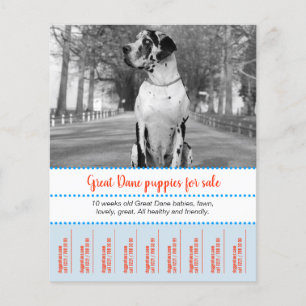 Prospectus 11,4 Cm X 14,2 Cm Flyer de vente de chiots