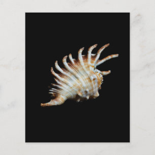 Prospectus 11,4 Cm X 14,2 Cm Mambeda Lambis Shell Spider