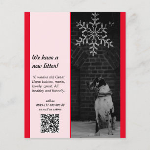 Prospectus 11,4 Cm X 14,2 Cm modèles de flyers pour chiots à vendre