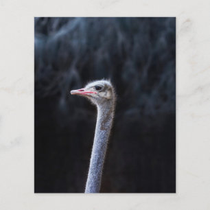 Prospectus 11,4 Cm X 14,2 Cm Photographie d'autruche