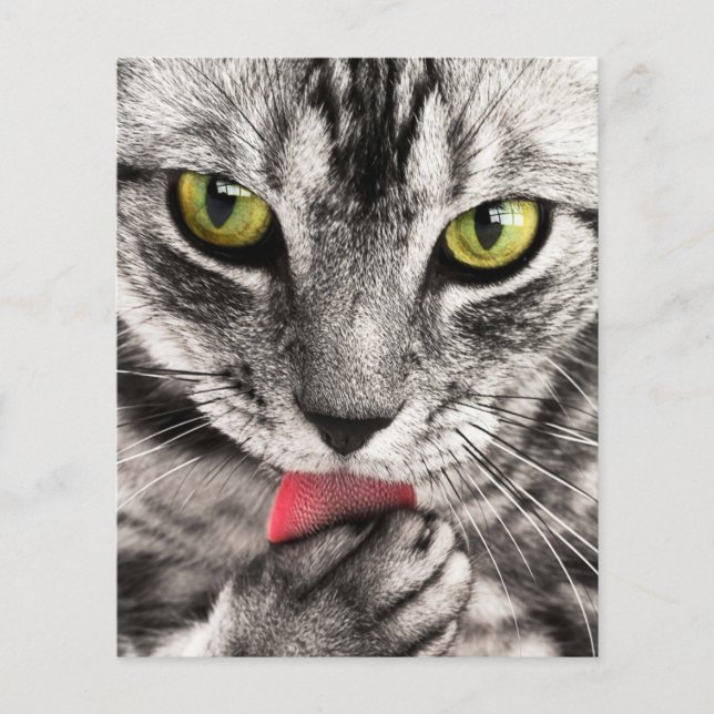 Prospectus 11,4 Cm X 14,2 Cm tabby-114782 tabby cat fermer portrait féline an (Devant)