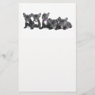 Prospectus 14 Cm X 21,6 Cm Adorables chiots Bouledogues Français
