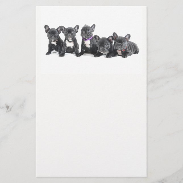 Prospectus 14 Cm X 21,6 Cm Chiens de taureau français mignons (Devant)