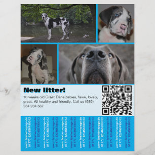 Prospectus 21,6 Cm X 24,94 Cm Affiche de vente de chiots de designer 4 photos