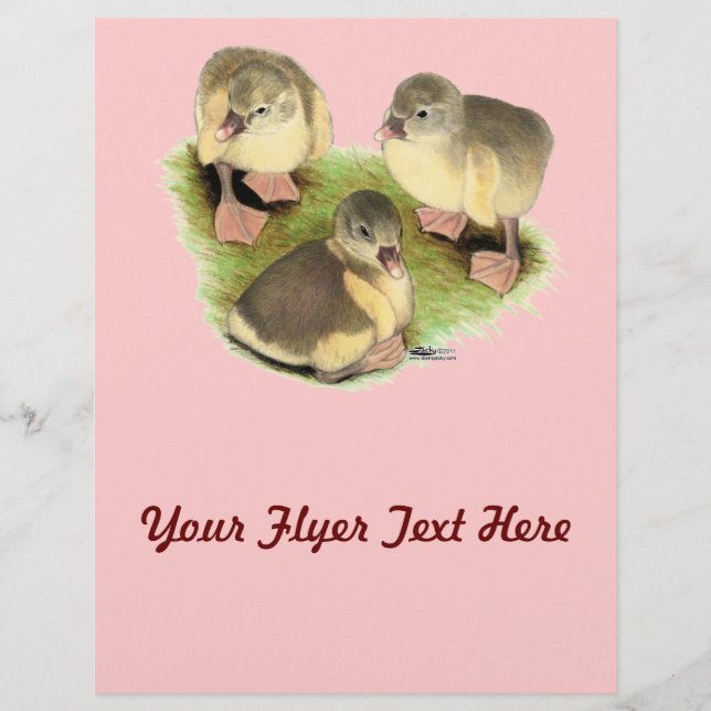 Prospectus 21,6 Cm X 24,94 Cm Buff Pomeranian Goslings (Devant)