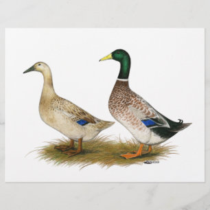 Prospectus 21,6 Cm X 24,94 Cm Canards : Argent Welsh Harlequin