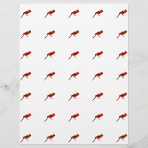 Prospectus 21,6 Cm X 24,94 Cm Cardinal(s)