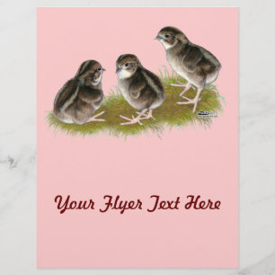 Prospectus 21,6 Cm X 24,94 Cm Chicks de Coturnix