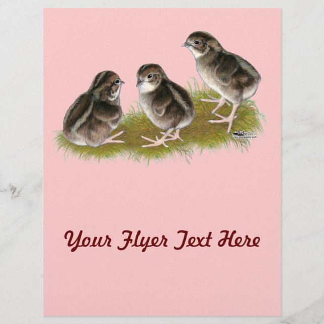 Prospectus 21,6 Cm X 24,94 Cm Chicks de Coturnix (Devant)