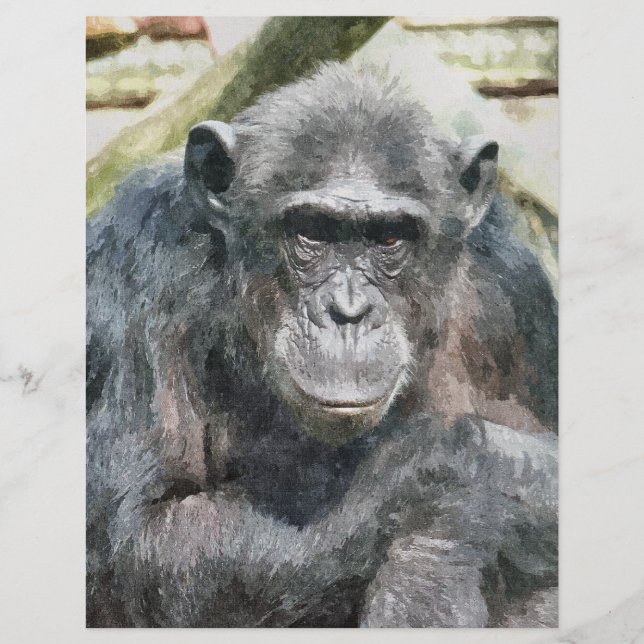 PROSPECTUS 21,6 CM X 24,94 CM CHIMPANZÉS (Devant)