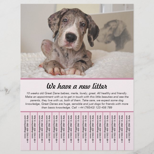 Prospectus 21,6 Cm X 24,94 Cm chiot à vendre prospectus modèles (Devant)
