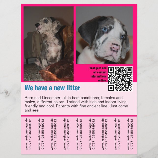 Prospectus 21,6 Cm X 24,94 Cm chiots à vendre prospectus modèle code QR (Devant)
