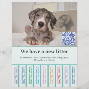 Prospectus 21,6 Cm X 24,94 Cm Comment vendre des chiots Dane flyer coloré