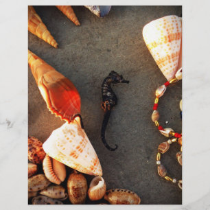 Prospectus 21,6 Cm X 24,94 Cm Coques