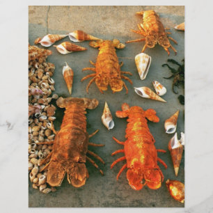 Prospectus 21,6 Cm X 24,94 Cm Coquilles