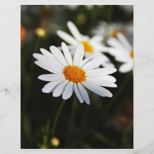 Prospectus 21,6 Cm X 24,94 Cm Daisy