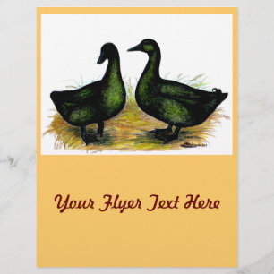 Prospectus 21,6 Cm X 24,94 Cm Ducks : Cayuga Pair