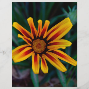 Prospectus 21,6 Cm X 24,94 Cm Fleur de Gazania