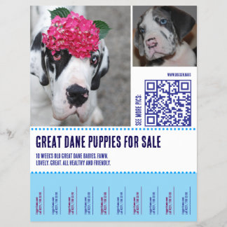 Prospectus 21,6 Cm X 24,94 Cm Flyer