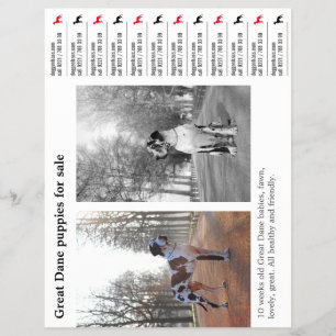 Prospectus 21,6 Cm X 24,94 Cm Flyer Tear off Great Dane à détacher