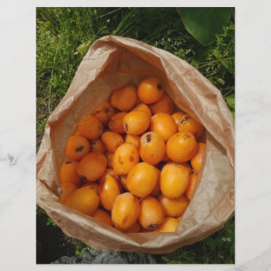 Prospectus 21,6 Cm X 24,94 Cm Fresh loquats