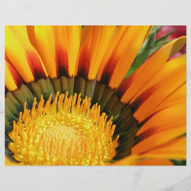 Prospectus 21,6 Cm X 24,94 Cm Gazania (Devant)