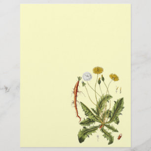 Prospectus 21,6 Cm X 24,94 Cm Illustration de pissenlit vintage