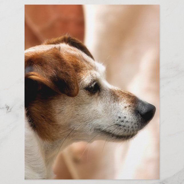 PROSPECTUS 21,6 CM X 24,94 CM JACK RUSSELL TERRIER CHIEN (Devant)