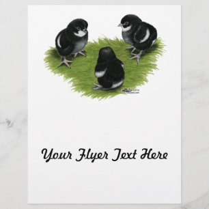 Prospectus 21,6 Cm X 24,94 Cm Marans Cuivre noir Chicks