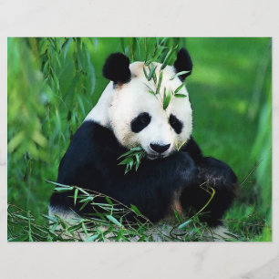 Prospectus 21,6 Cm X 24,94 Cm Panda Flyer
