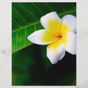 Prospectus 21,6 Cm X 24,94 Cm plumeria