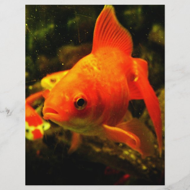 Prospectus 21,6 Cm X 24,94 Cm Poisson doré (Devant)