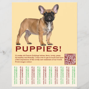 Prospectus 21,6 Cm X 24,94 Cm Pour vendre Flyer Puppy Frenchies