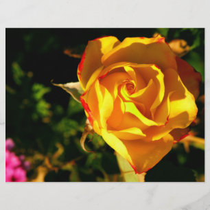 Prospectus 21,6 Cm X 24,94 Cm Rose orange