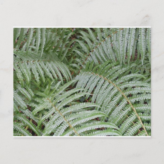 Prospectus Fougère verte (Devant)