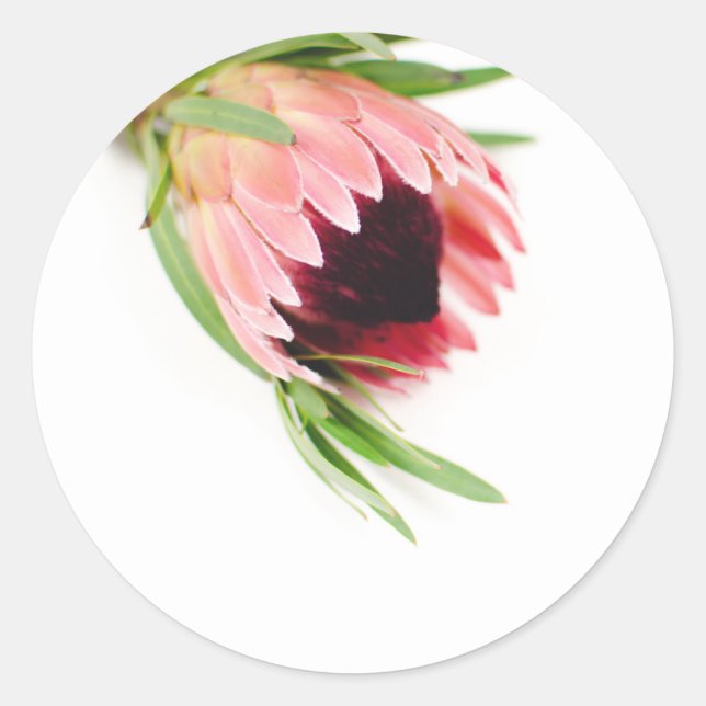 Protea-Aufkleber Runder Aufkleber (Vorderseite)