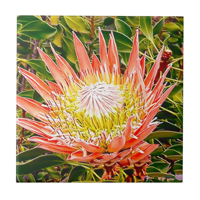Protea Australische Blumenfotografie Fliese (Vorderseite)