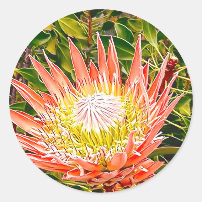 Protea Australische Blumenfotografie Runder Aufkleber (Vorderseite)