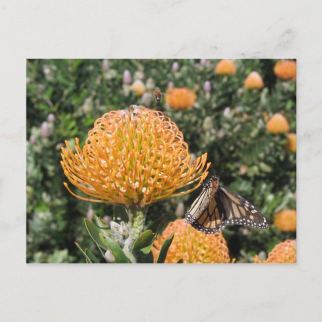 Protea Bee & Butterfly Postkarte (Vorderseite)