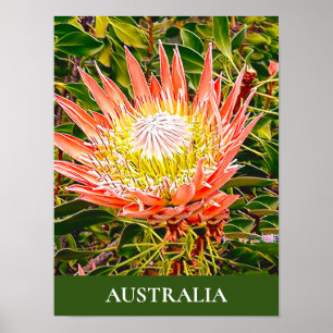 Protea Blume Australischer Reisedruck Poster