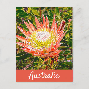Protea Blume Australischer Reisedruck Postkarte