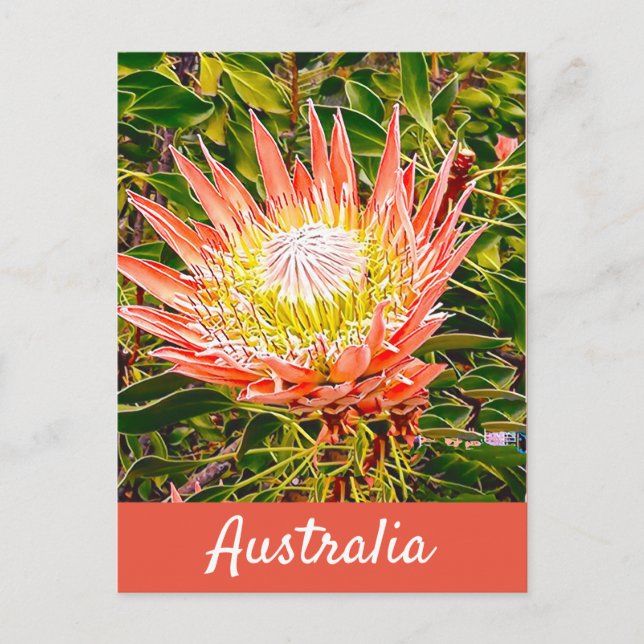 Protea Blume Australischer Reisedruck Postkarte (Vorderseite)