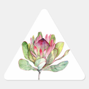 Protea-Blume Dreieckiger Aufkleber
