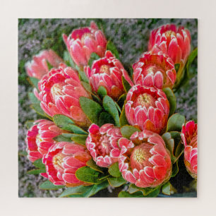 Protea Blume   Foto 20' x 20' 676 Stück