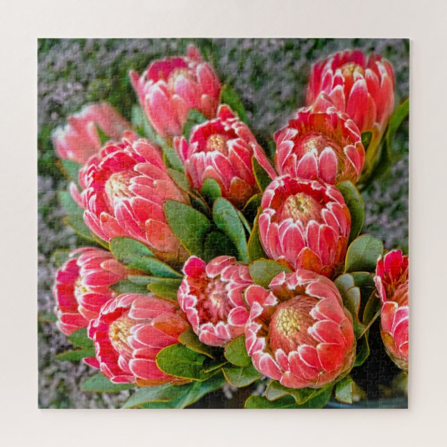 Protea Blume   Foto 20' x 20' 676 Stück (Horizontal)