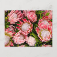 Protea Blume Foto Postkarte