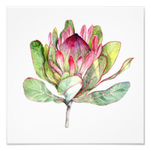 Protea-Blume Fotodruck